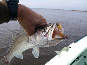 trout