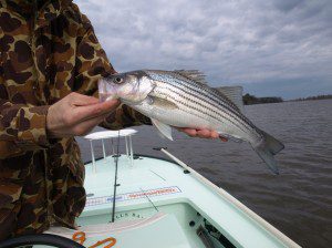 fel striper fel striper