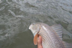 fish4
